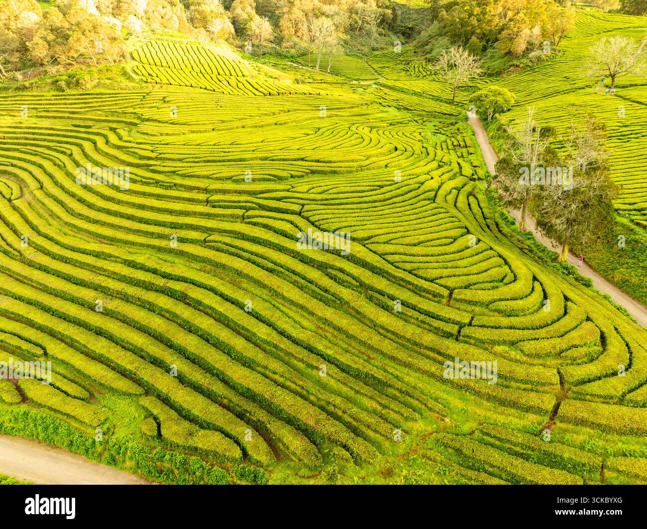 Veduta aerea delle ondulate piantagioni di tè verde scendono lungo i pendii, un vivace arazzo intrecciato con stretti sentieri, in contrasto con le ombre scure di alberi sparsi, Maia, Azzorre, Portogallo. Foto Stock