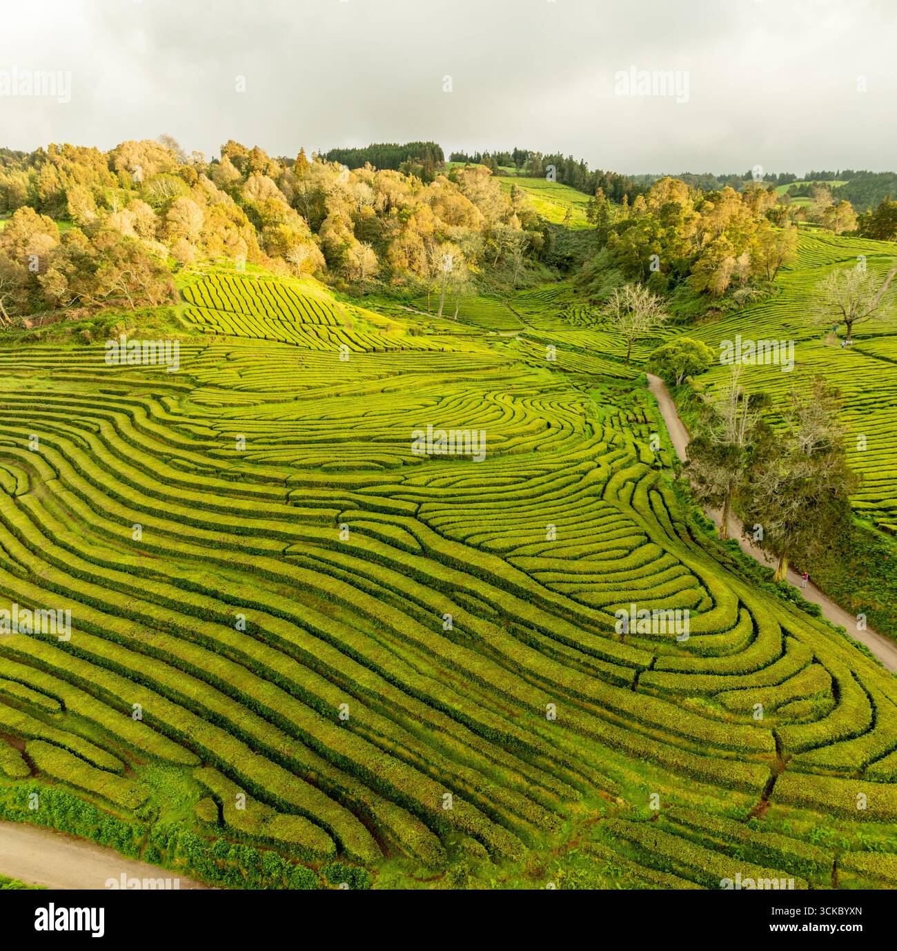 La vista aerea delle ondulate piantagioni di tè crea schemi ipnotici attraverso il paesaggio, incorniciato da alberi lontani, Maia, Azzorre, Portogallo. Foto Stock