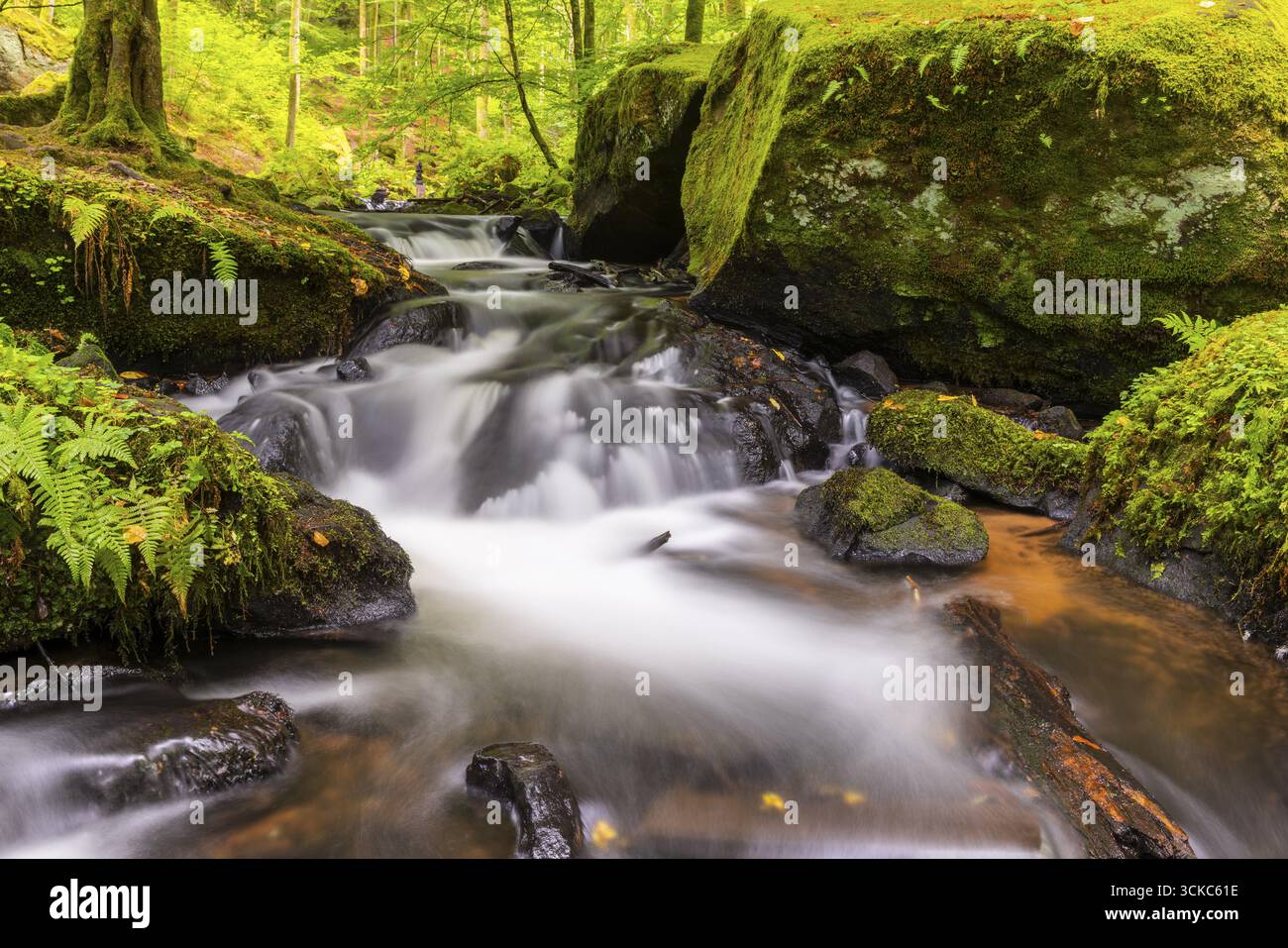 Scorre attraverso pietre ricoperte di muschio, felci salmastre (Pteridium aquilinum), felci leptosporangiate (Polypodiopsida), Karlstalschlucht, Trippstadt, Pflaeze Foto Stock