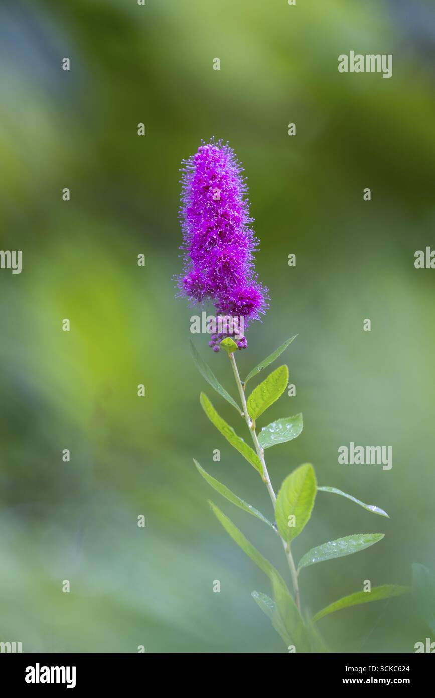 Arbusto di spirea lievitata (Spira salicifolia), famiglia delle rose (Rosaceae), Moosbachtal, Dahn, Dahner Felsenland, Pflaezerwald, Renania-Palatinato, germe Foto Stock