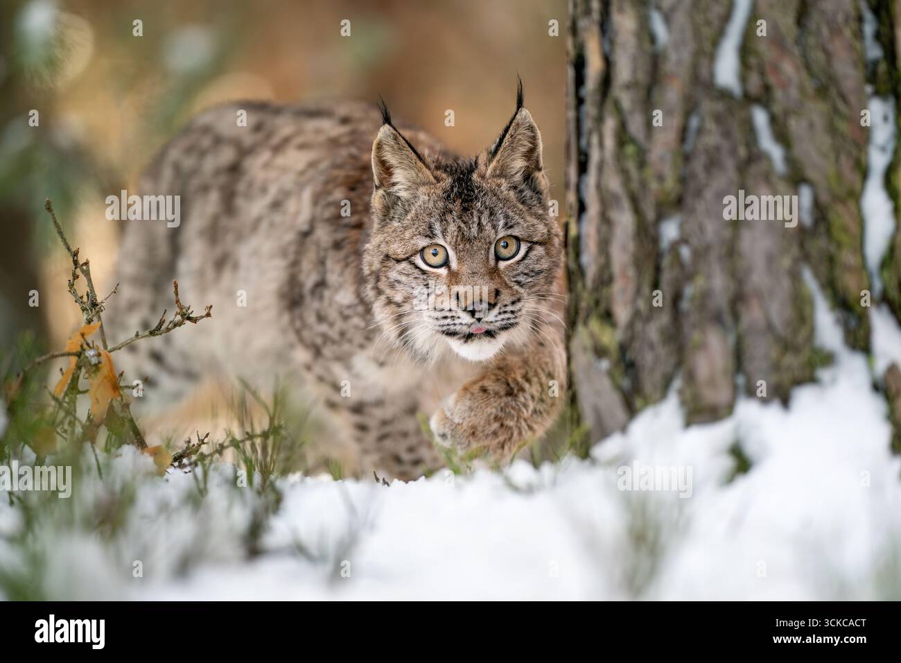 Lynx che percorre la neve in una foresta serena durante l'inverno Foto Stock