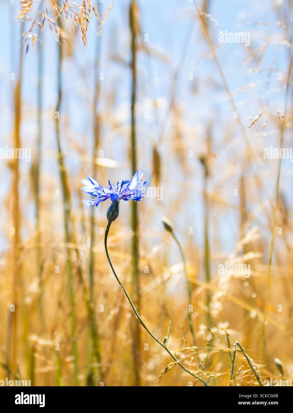 Fioritura blu vivace che cresce tra gambi di grano dorato alla luce del sole estivo. Simbolo del paesaggio rurale, dell'identità Ucraina e della bellezza naturale. Foto Stock