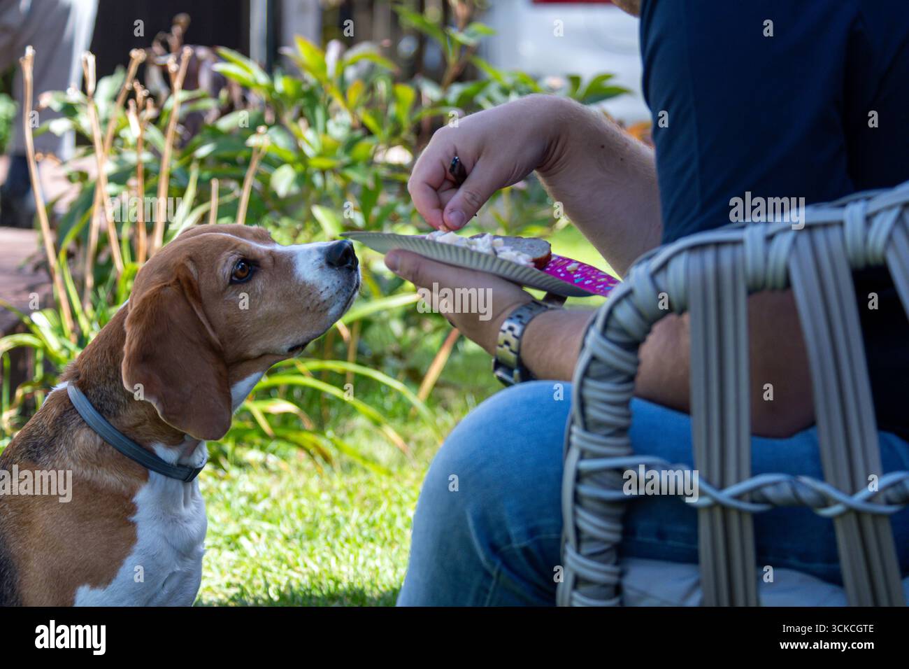 Una persona siede in un giardino, offrendo cibo a un beagle con anticipazione ed eccitazione. Foto Stock