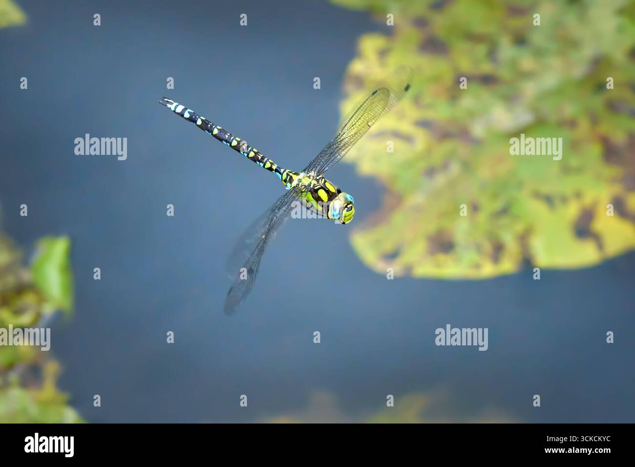 Southern Hawker (Aeshna cyanea) maschio in volo sull'acqua con foglie galleggianti di fine estate Foto Stock