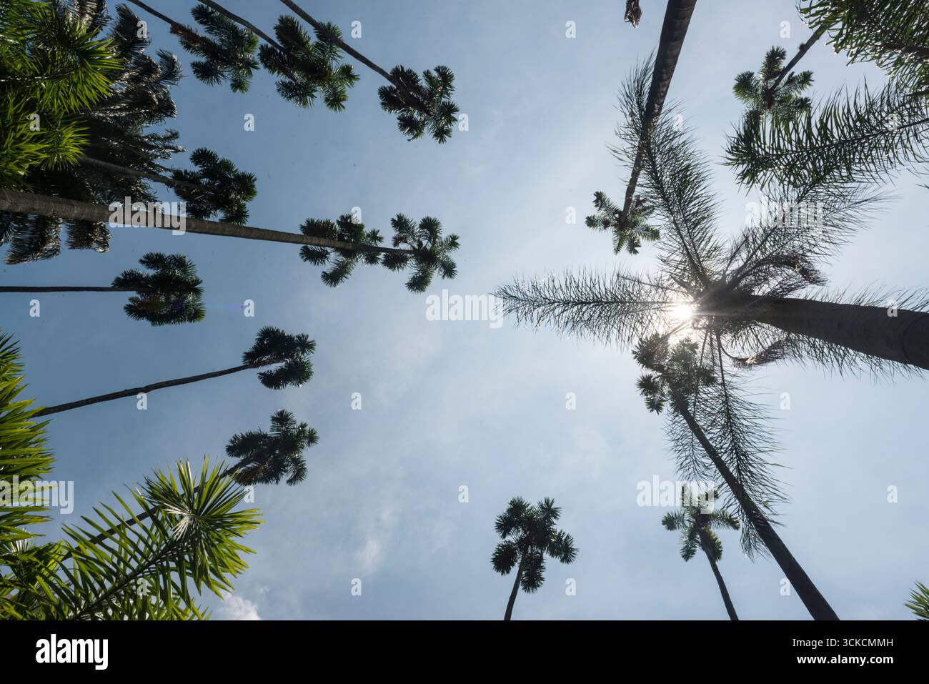 Vista verso l'alto delle palme che crescono sulla Plaza de Cayzedo, la piazza principale della città di Cali, dipartimento della Valle del Cauca, Colombia Foto Stock