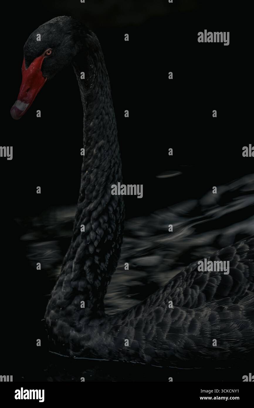 Primo piano medio di un cigno nero con becco rosso che nuota in uno stagno. Foto Stock