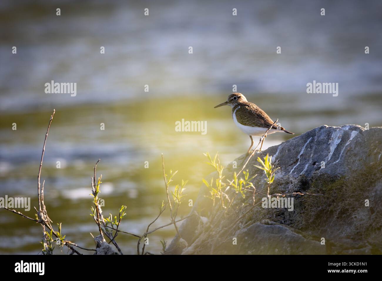 sandpiper comune (Actitis hypoleucos) in habitat naturale lungo il fiume – tipico uccello migratorio e wader europeo. Foto Stock