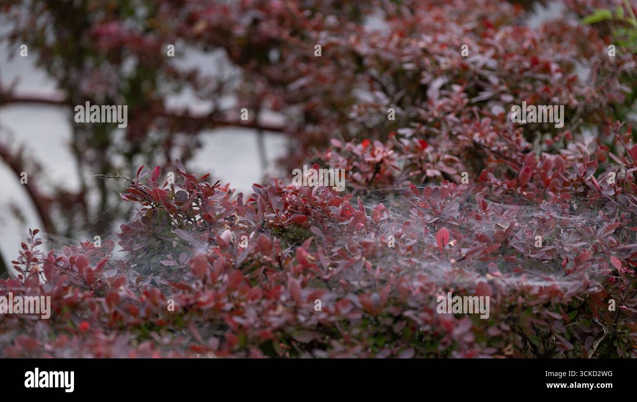 La tessitura sui rami rossi del cespuglio indica un'infestazione degli acari ragni, un parassita microscopico che si nutre di linfa vegetale, lasciando macchie pallide e sottili strati sulle foglie Foto Stock