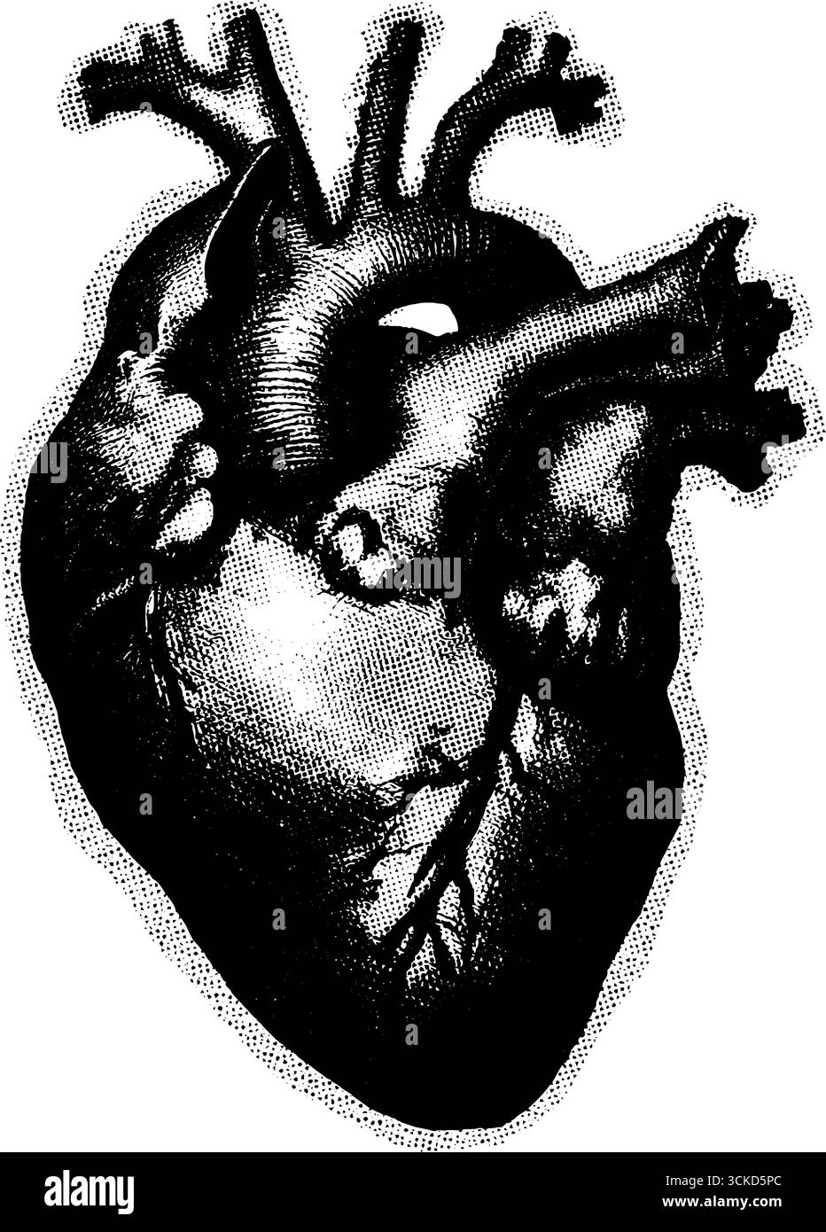 Illustrazione vintage a mezzitoni del cuore anatomico per l'arte e il design medico. Illustrazione Vettoriale