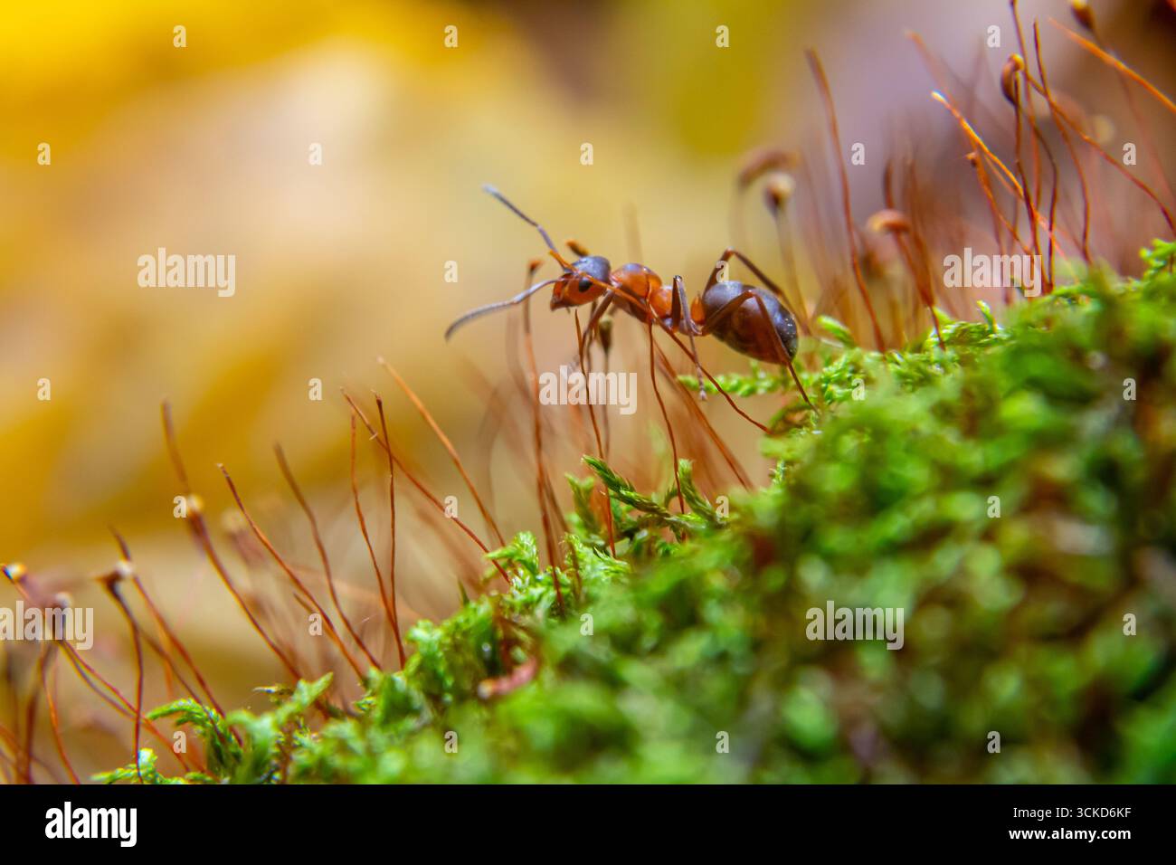 Due formiche si stanno muovendo attivamente attraverso una lussureggiante superficie di muschio verde, circondata da un fogliame sfocato di colore giallo e marrone in un tranquillo ambiente forestale. Foto Stock