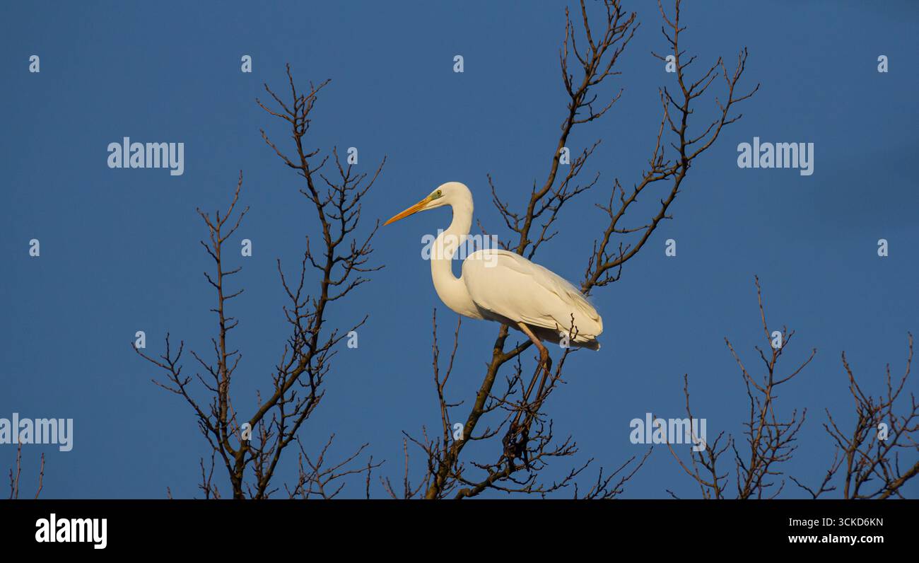 Un grande airone bianco si erge graziosamente su un ramo senza foglie evidenziando la sua elegante postura contro il vivace cielo blu mentre si gode la calma su Foto Stock Un grande airone bianco si erge graziosamente su un ramo senza foglie evidenziando la sua elegante postura contro il vivace cielo blu mentre si gode la calma su Foto Stock