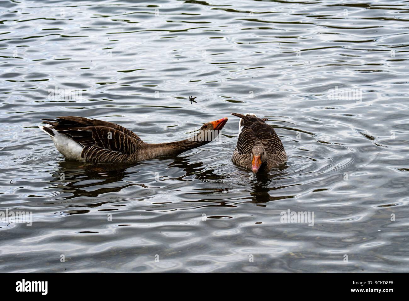Due oche nuotano e interagiscono su un lago calmo, circondato da un paesaggio acquatico naturale. Foto Stock