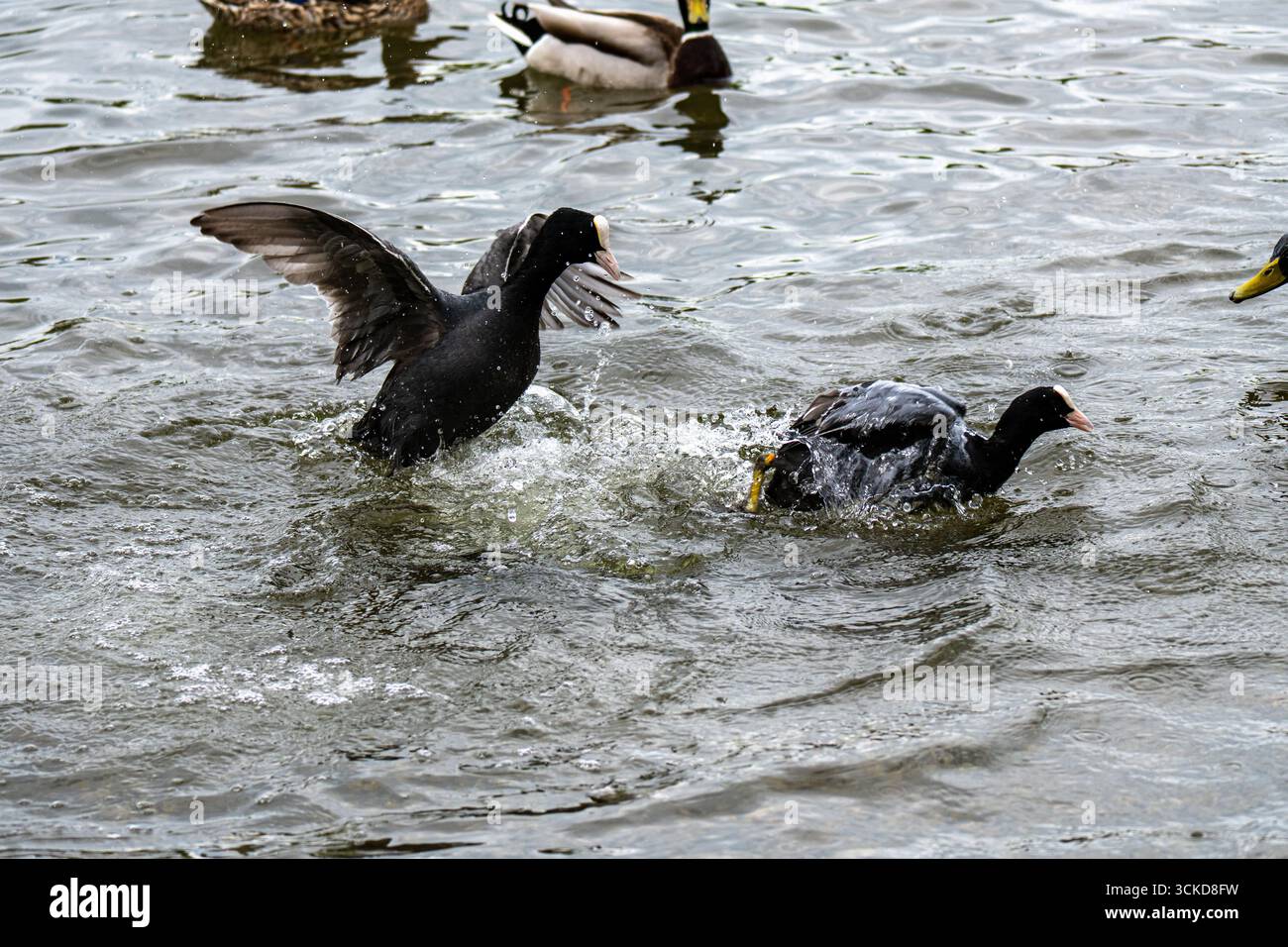 Un coot si avvicina a un altro coot su un lago, battendo le ali, mostrando un comportamento territoriale in un ambiente acquatico naturale. Foto Stock