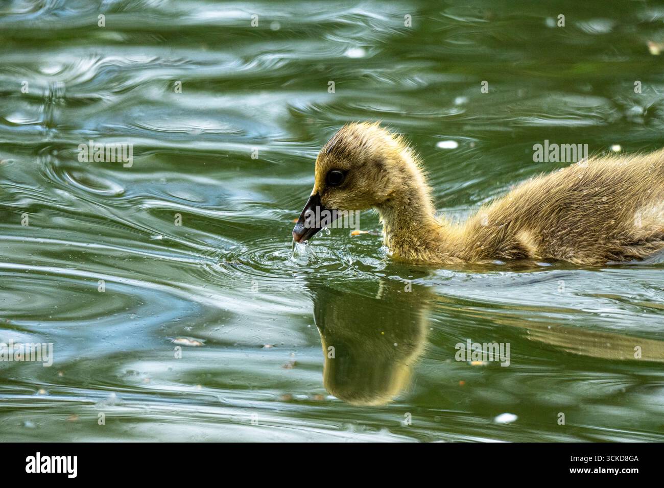 Una giovane oca gosling nuota su un lago calmo, circondato da paesaggi acquatici naturali. Foto Stock