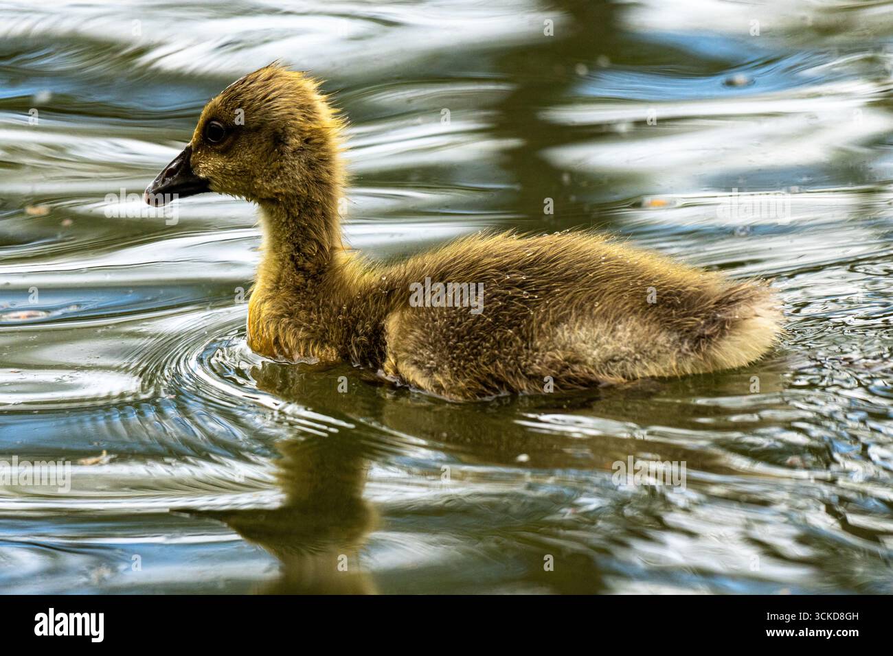 Una giovane oca gosling nuota su un lago calmo, circondato da paesaggi acquatici naturali. Foto Stock