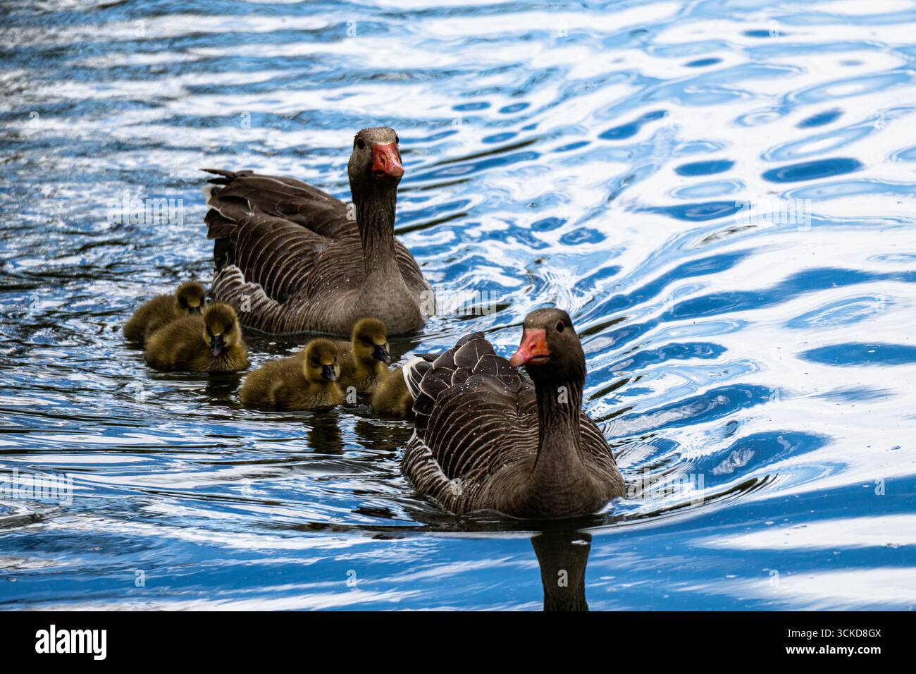 Una famiglia di oche nuota insieme su un lago calmo, circondato da paesaggi acquatici naturali. Foto Stock