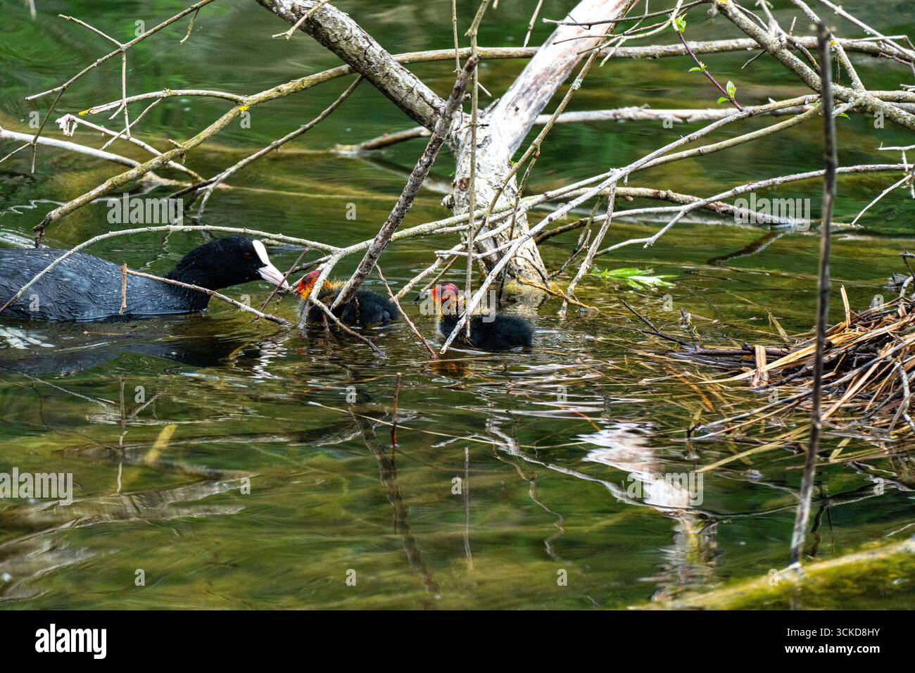 Una culla nutre i suoi due pulcini su un lago calmo, circondato da paesaggi acquatici naturali. Foto Stock