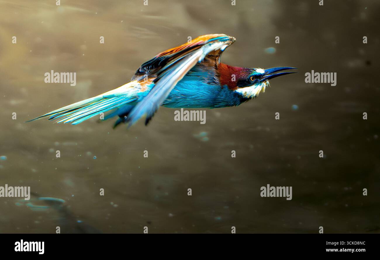 Un alveare bagnato vola con grazia su un lago calmo, mostrando le sue ali colorate in un ambiente acquatico naturale. Foto Stock