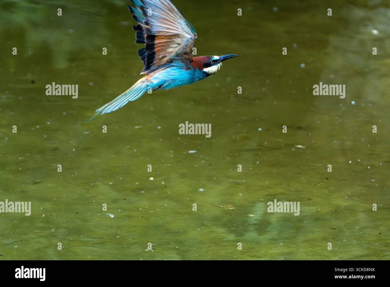 Un mangiatore di api vola con grazia su un lago calmo, mostrando le sue ali colorate in un ambiente acquatico naturale. Foto Stock
