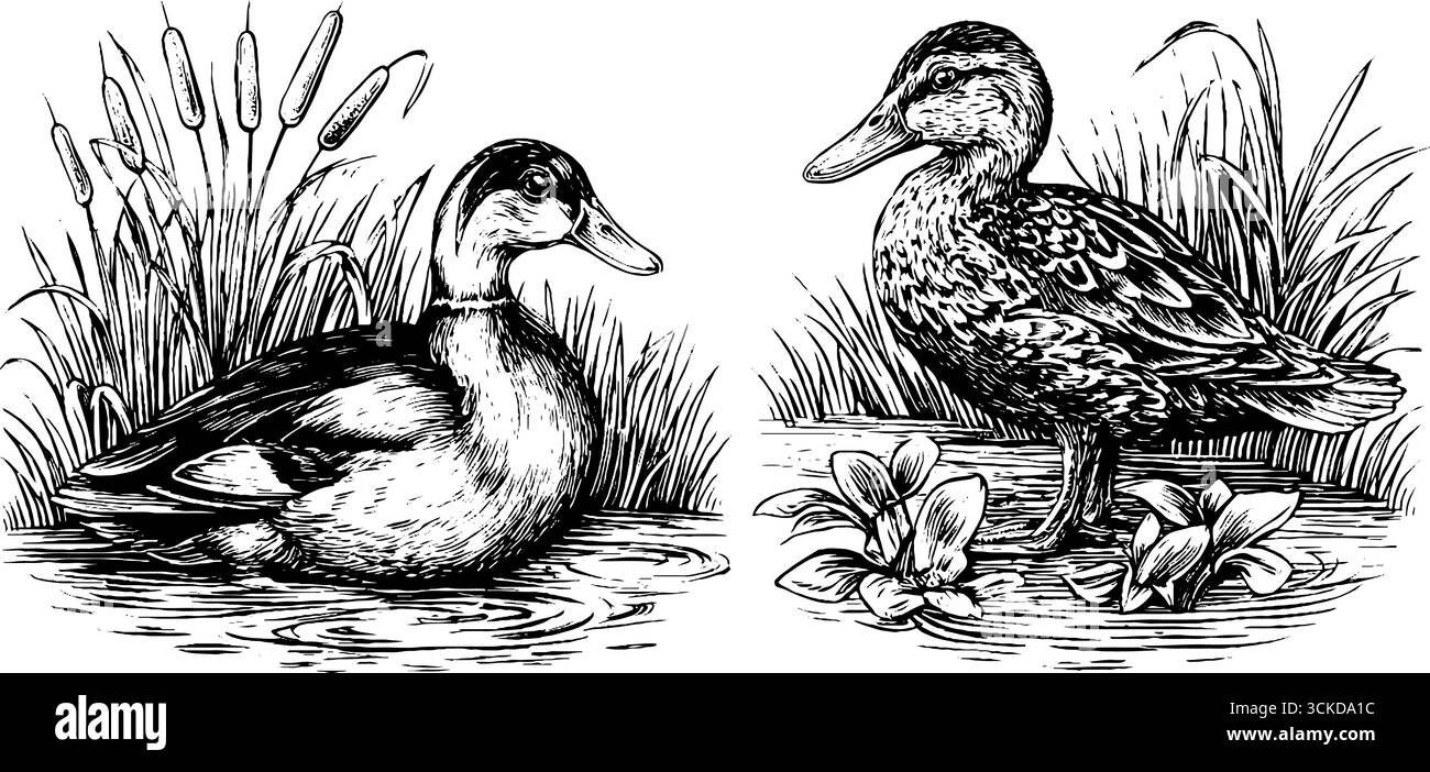 Illustrazione vintage incisa di anatre e scene di laghetti per un design a tema naturale. Illustrazione Vettoriale