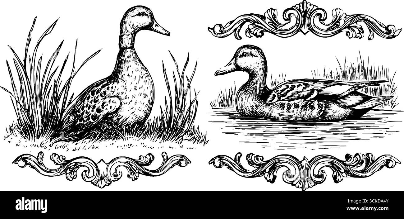 Incisione vintage di anatre nello stagno e nell'erba con elementi di design ornamentali. Illustrazione Vettoriale