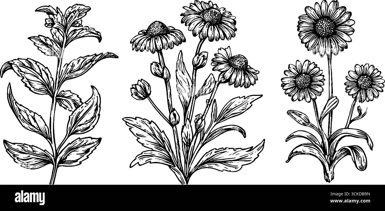 Illustrazione d'epoca incisa di menta piperita e piante di camomilla per il design a base di erbe. Illustrazione Vettoriale