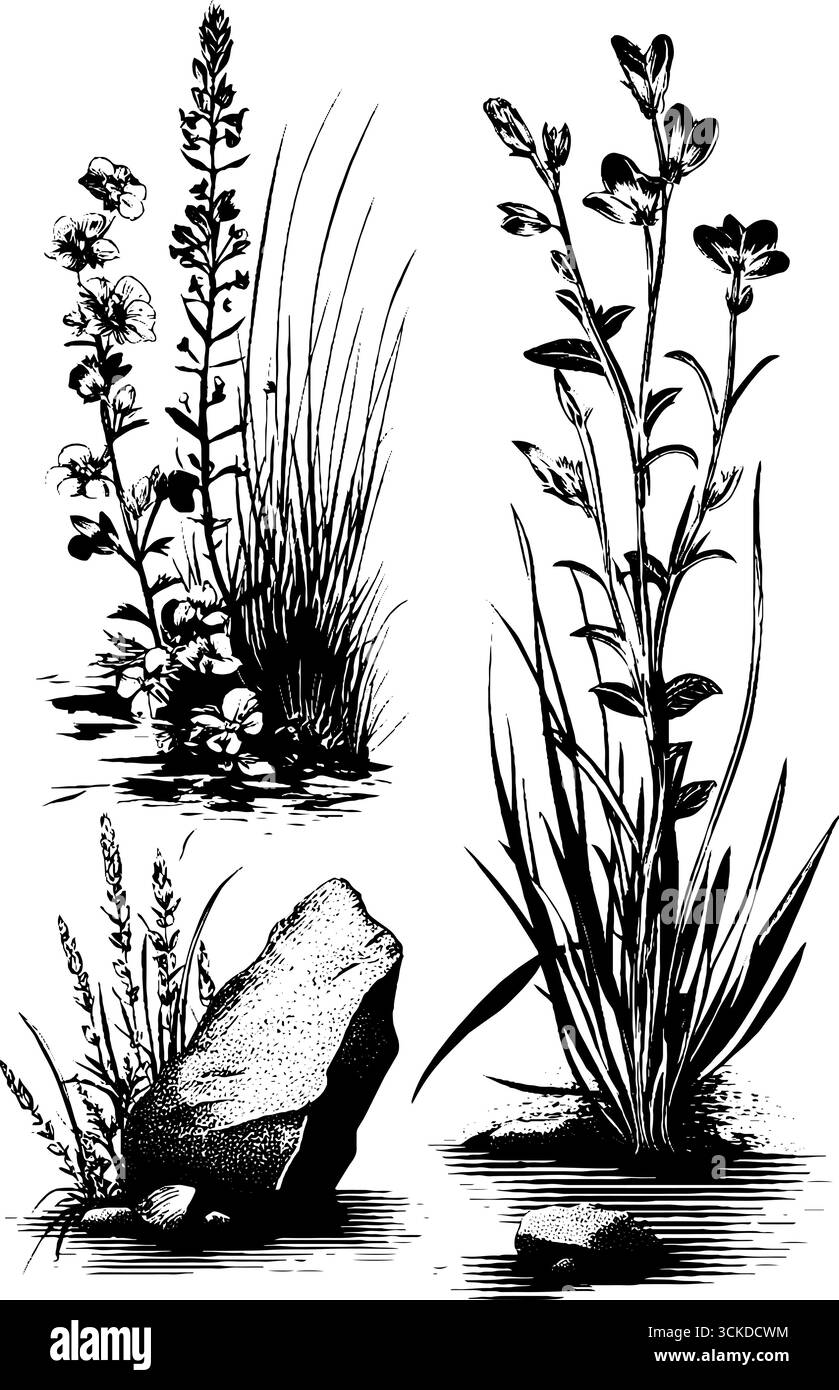 Serie di illustrazioni incise di fiori selvatici alpini - schizzo botanico vintage per il design della natura. Illustrazione Vettoriale