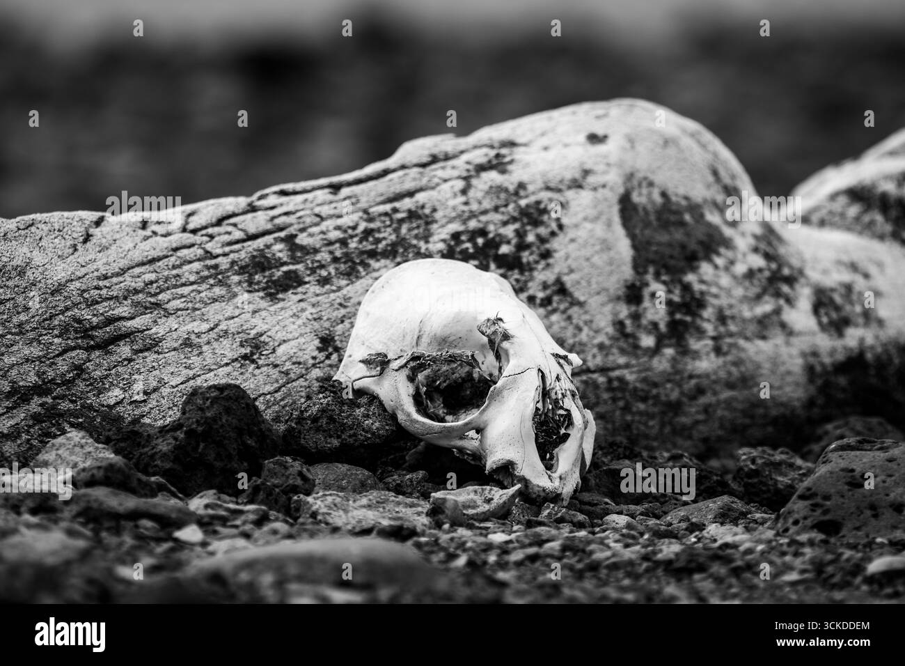 Ossa di animali selvatici sulla costa dell'isola dei pinguini in Antartide Foto Stock