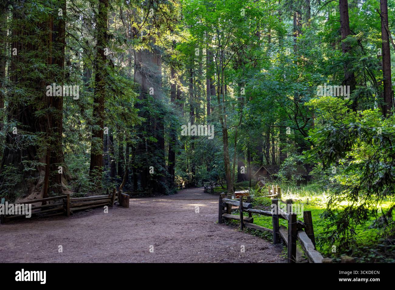 Un raggio di luce solare splende attraverso le gigantesche sequoie del Redwood State Park Henry Cowell, nel nord della California. Foto Stock