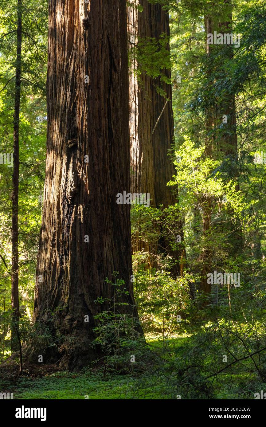 Foresta di sequoie giganti, Sequoiadendron giganteum, nell'Henry Cowell Redwoods State Park, California. Foto Stock