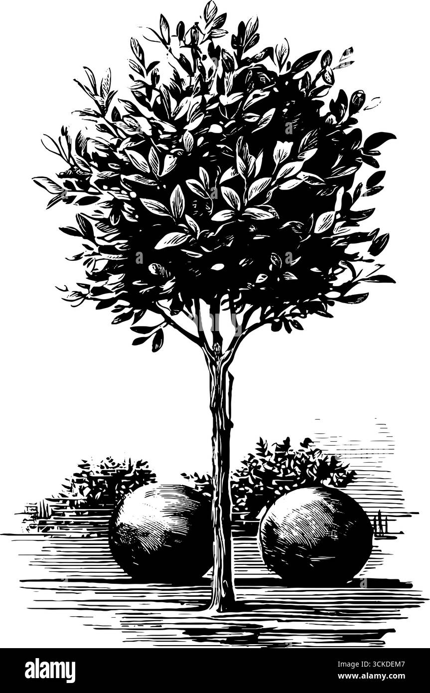 Elegante set di arbusti in bosso con forme rotonde per un classico design da giardino. Illustrazione Vettoriale