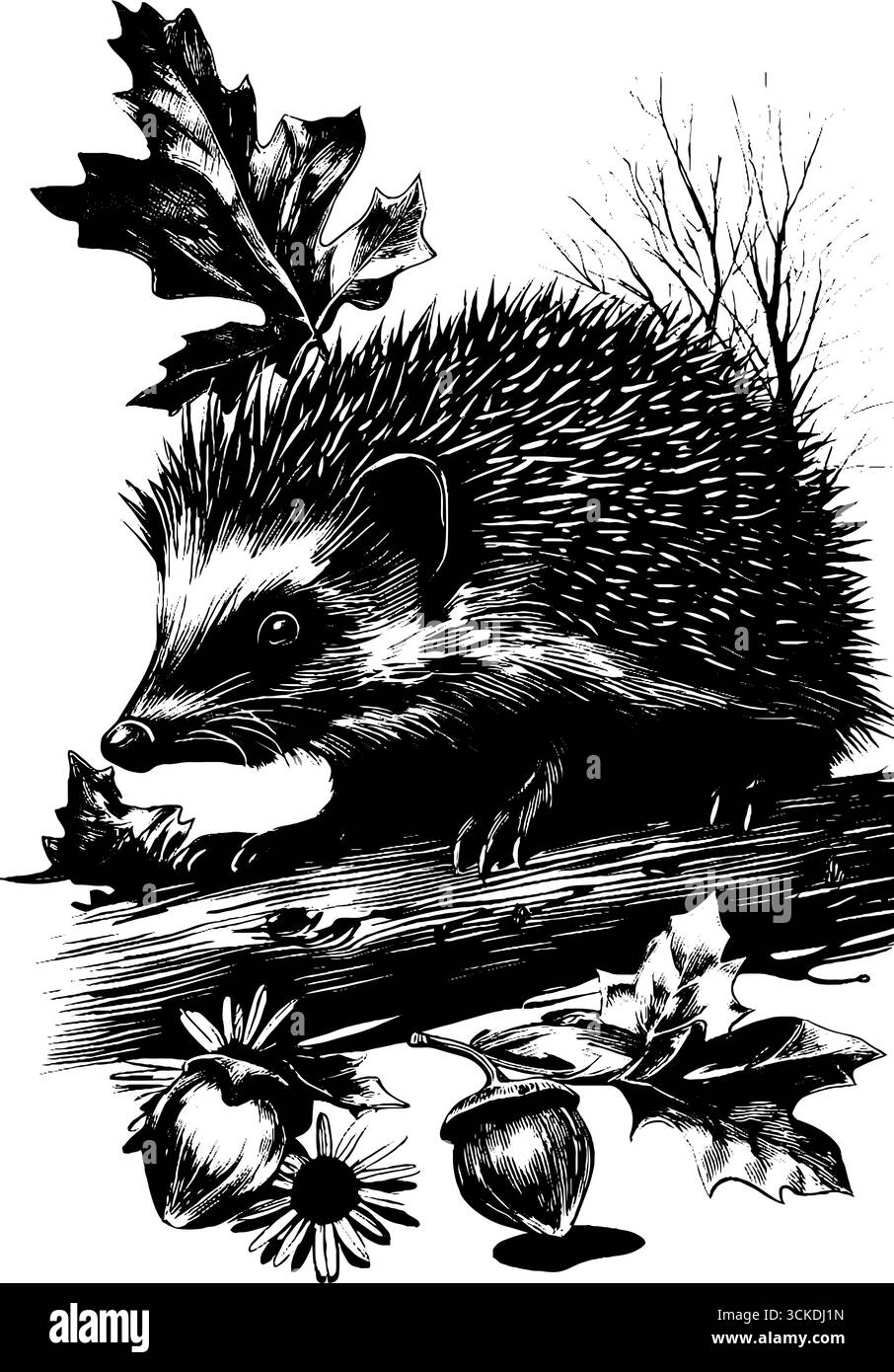 Illustrazione di ricci vintage con foglie e ghiande - tema naturale per disegni rustici. Illustrazione Vettoriale