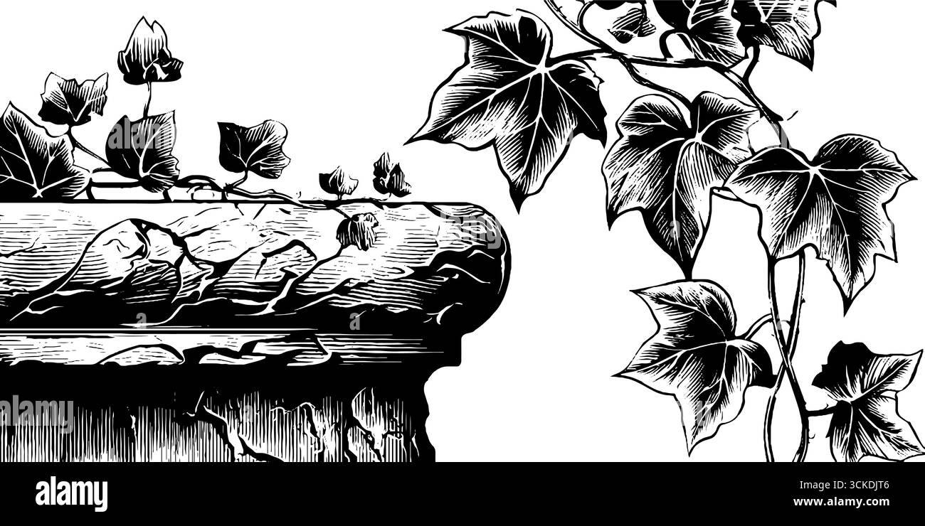 Elegante illustrazione incisa di una mensola ricoperta di edera per il design e la decorazione. Illustrazione Vettoriale