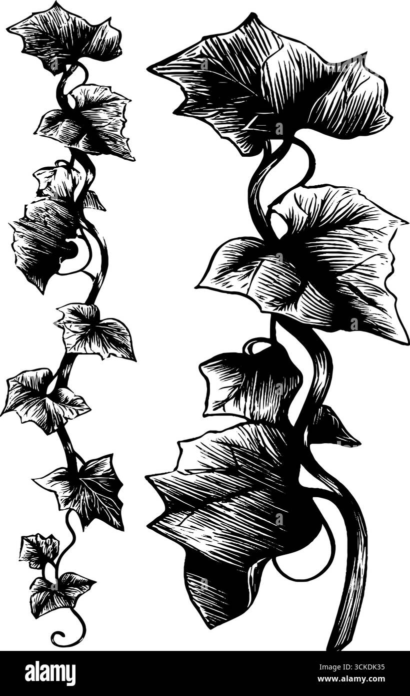 Elegante illustrazione con bordo in edera inciso per un design decorativo. Illustrazione Vettoriale