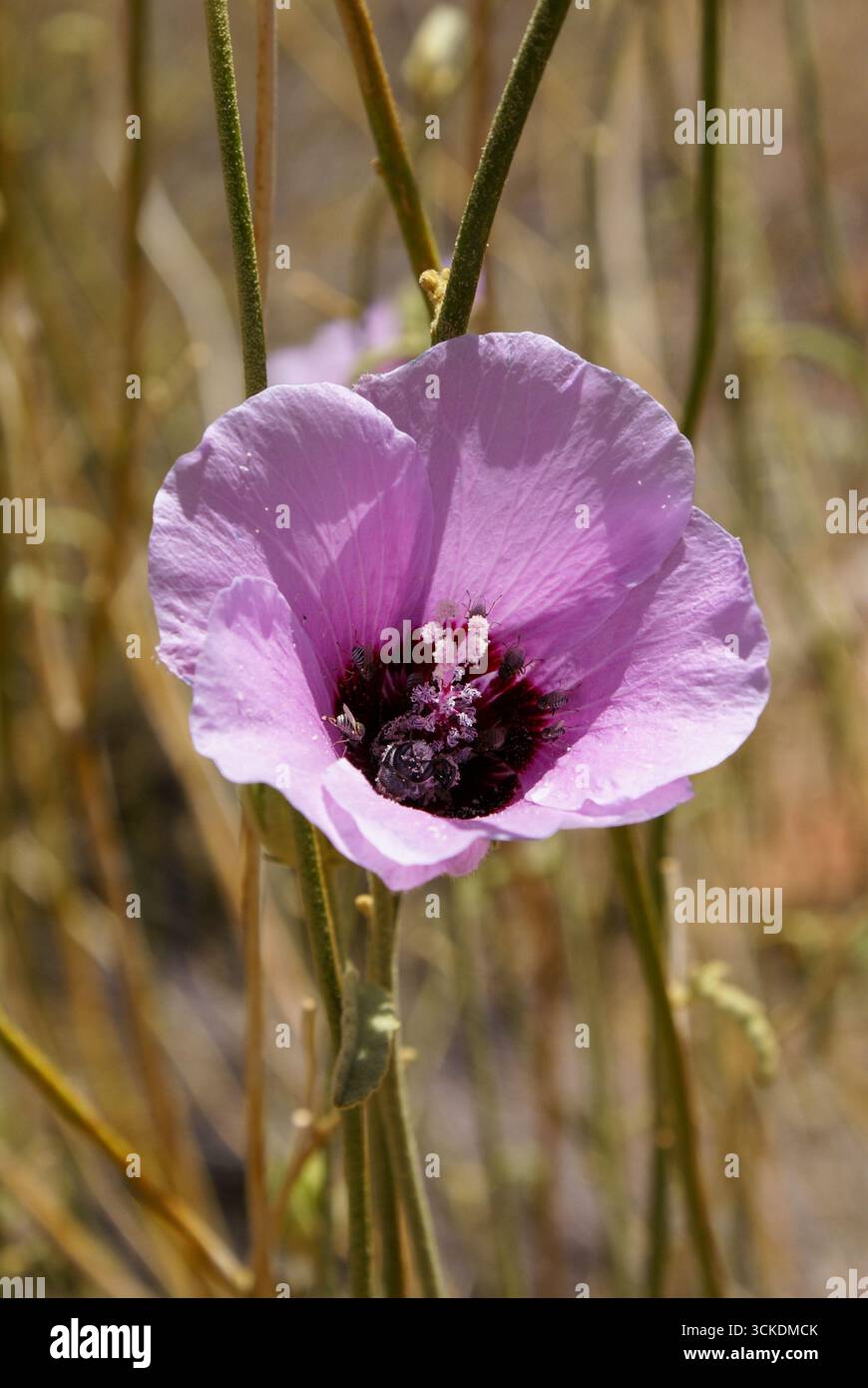 Fiore di Sturt's Desert Rose (Gossypium sturtianum) con mosche impollinanti, Northern Territory, Australia Foto Stock