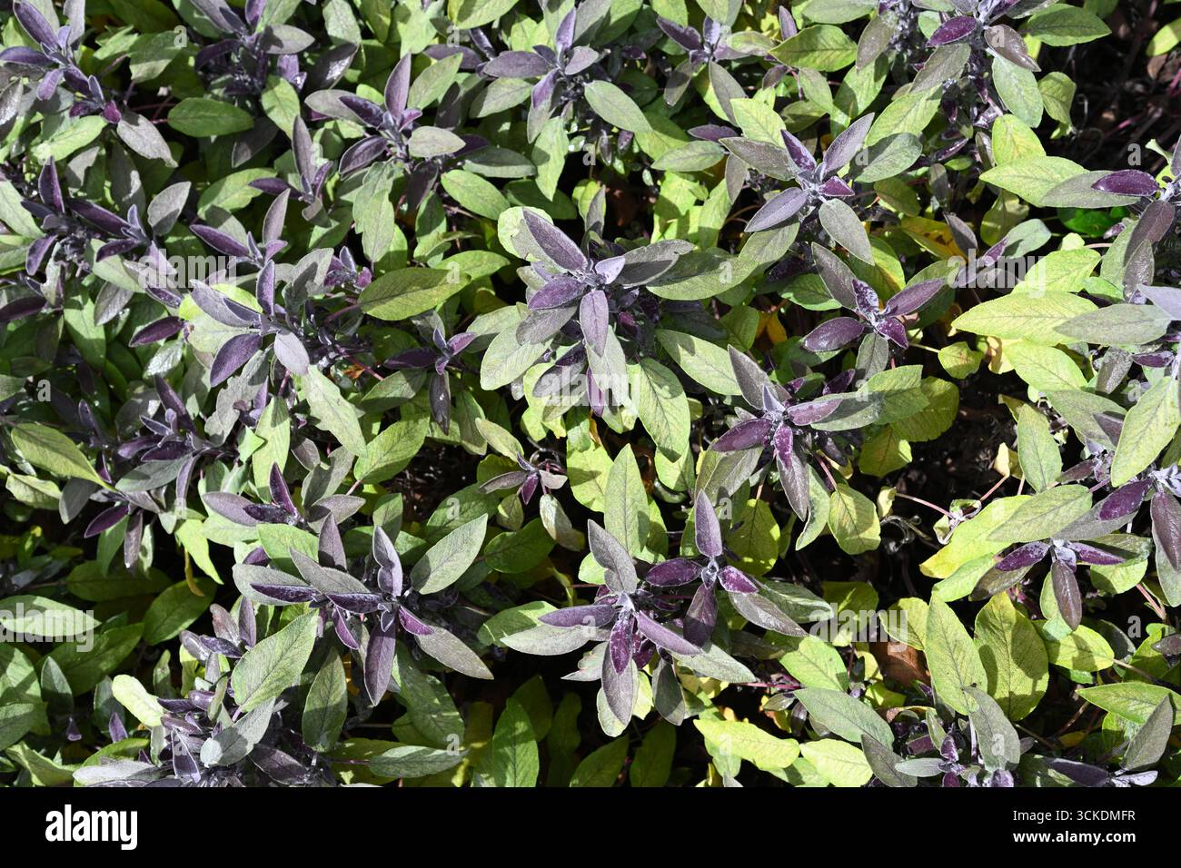 Fogliame autunnale di salvia viola, Salvia officinalis Purpurascens nel giardino del Regno Unito settembre Foto Stock