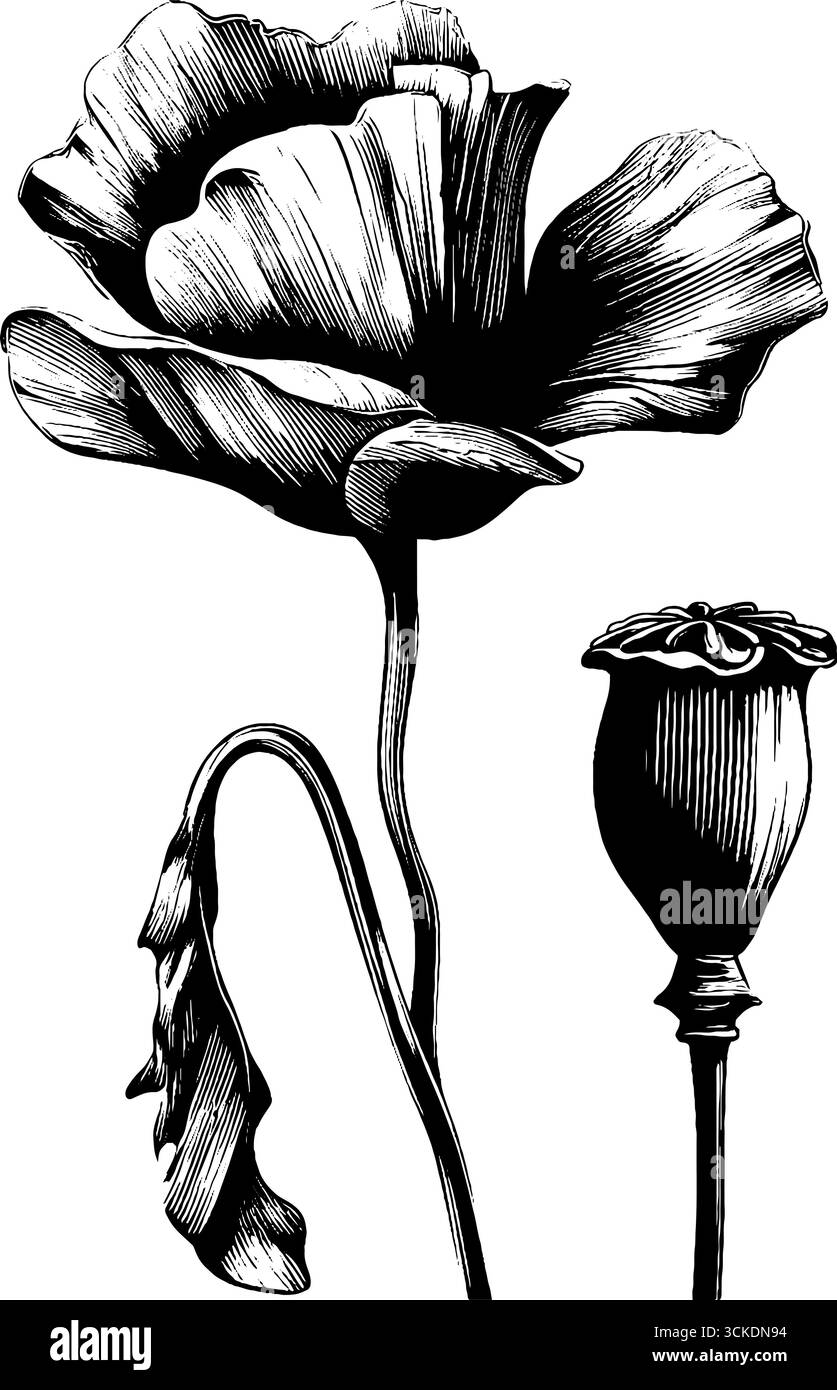 Elegante design botanico con fiore di papavero e cialda di semi per un arredamento vintage. Illustrazione Vettoriale