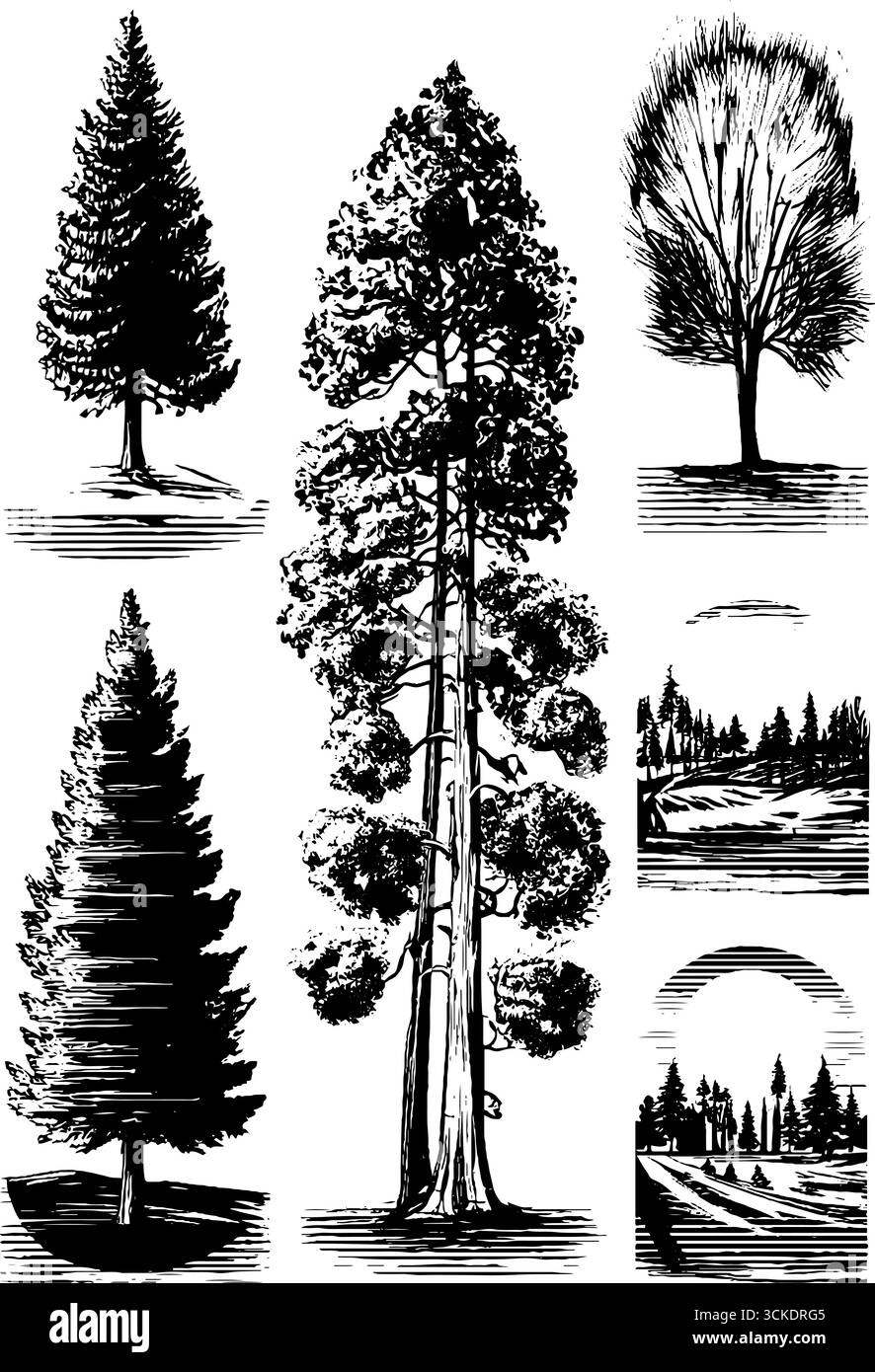 Set di illustrazioni vintage incise di profili di alberi e paesaggi per progetti di design. Illustrazione Vettoriale