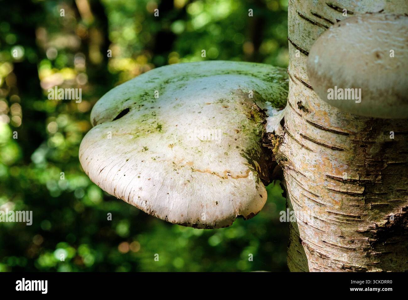 Birch Polypore, un fungo a staffa, che cresce su una betulla d'argento in un bosco del Peak District, Regno Unito Foto Stock