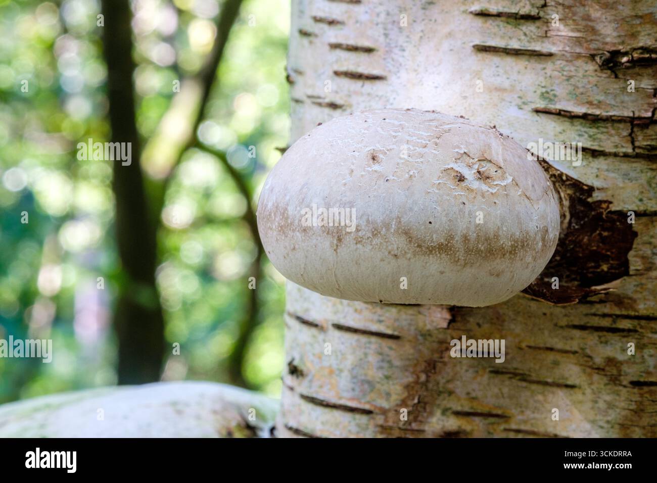 Birch Polypore, un fungo a staffa, che cresce su una betulla d'argento in un bosco del Peak District, Regno Unito Foto Stock
