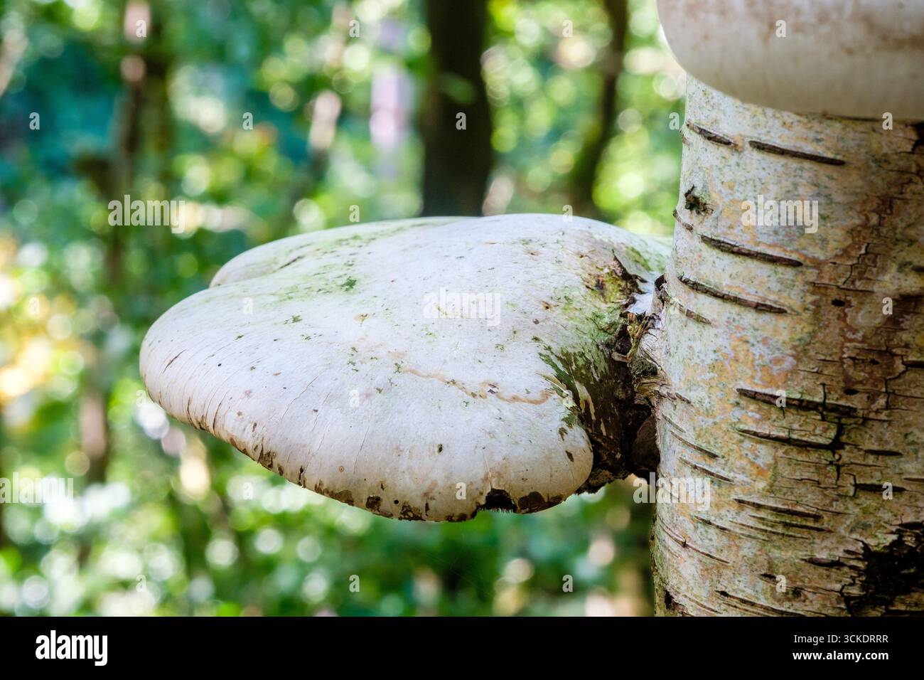 Birch Polypore, un fungo a staffa, che cresce su una betulla d'argento in un bosco del Peak District, Regno Unito Foto Stock