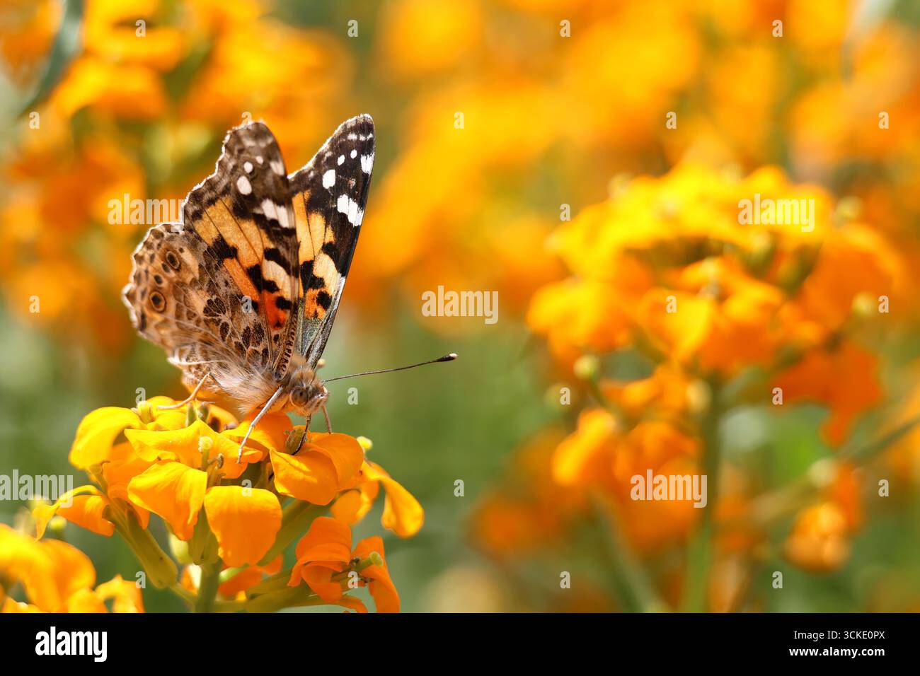 Signora dipinta a farfalla sul fiore del fiore del wallflower Egeo Foto Stock