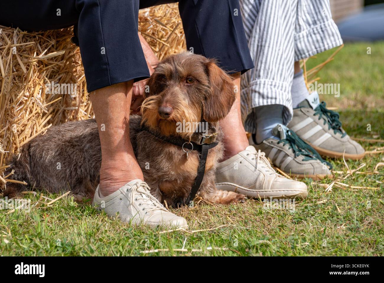 Un dachshund con i suoi proprietari alla Dachshund Day Dog Show, Steeple Aston, Oxfordshire, Regno Unito Foto Stock