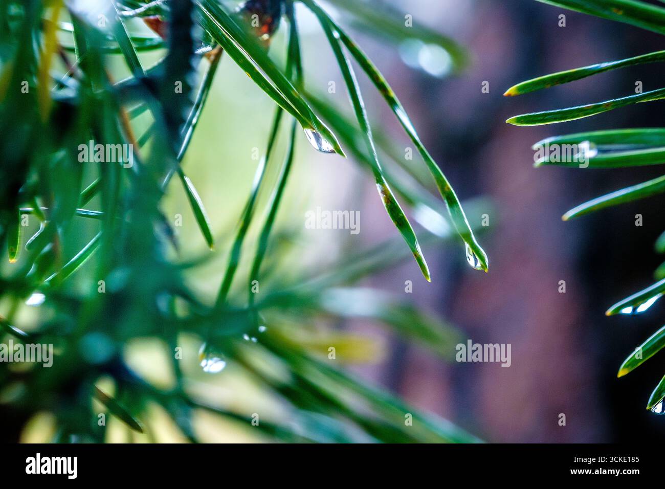 La pioggia cade sugli aghi di pino in un bosco del Peak District Foto Stock