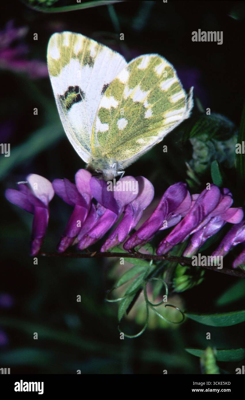 Lepidottera, Euchloe ausonia, Eastern Dappled White, farfalla Foto Stock