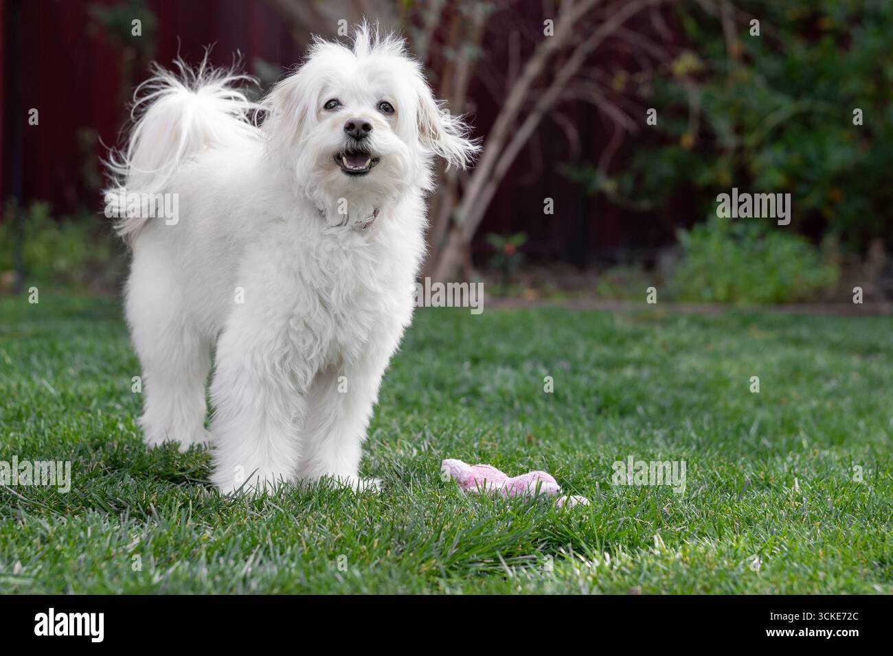 Un soffice terrier bianco mescola il cane sorride alla telecamera con un giocattolo imbottito nell'erba vicina Foto Stock