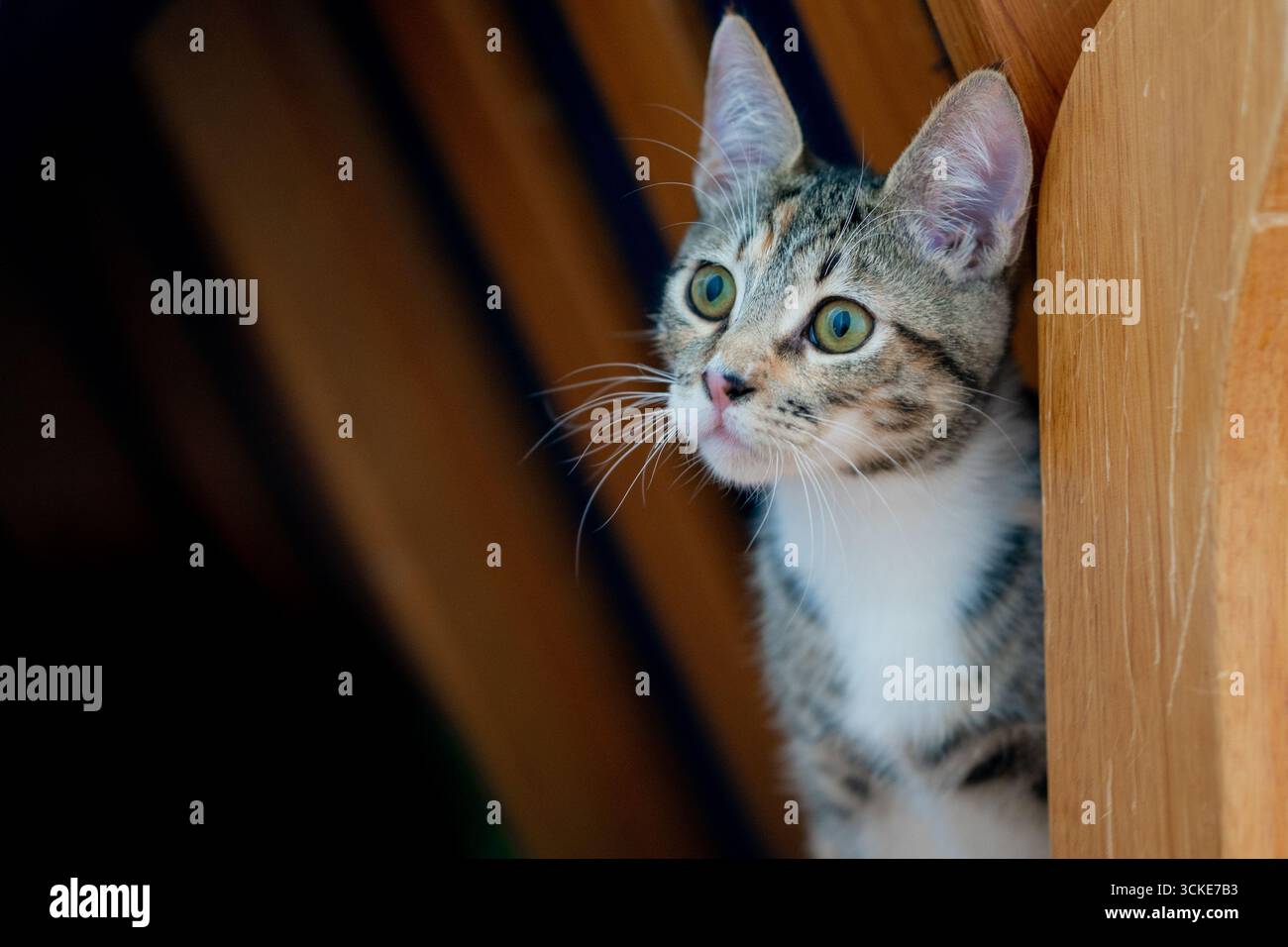 Un tabby con gattino bianco guarda fuori dalla telecamera con uno sguardo curioso mentre si siede accanto a una sedia di legno con spranghe di legno dietro. Foto Stock