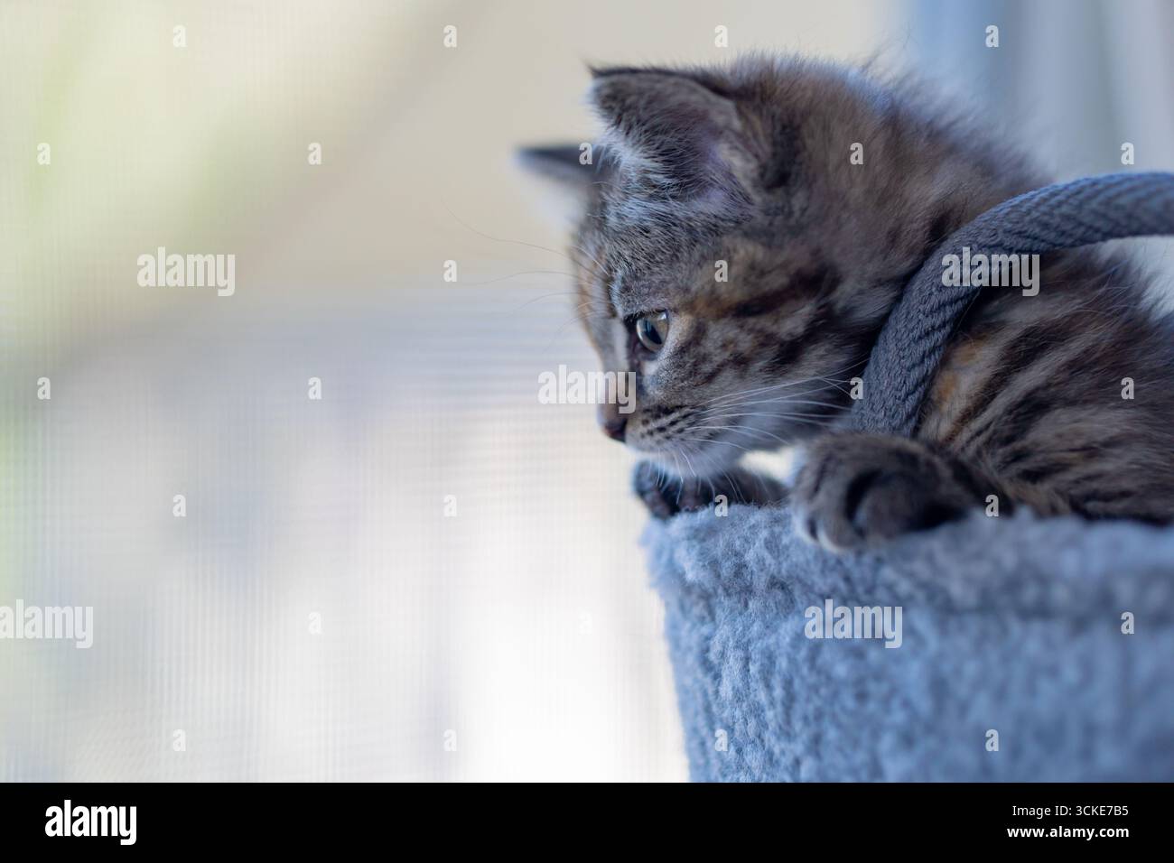 Un gattino tabico (tabby e calico) copri il bordo di un cesto di peluche grigio, seduto alla luce di una finestra. Foto Stock