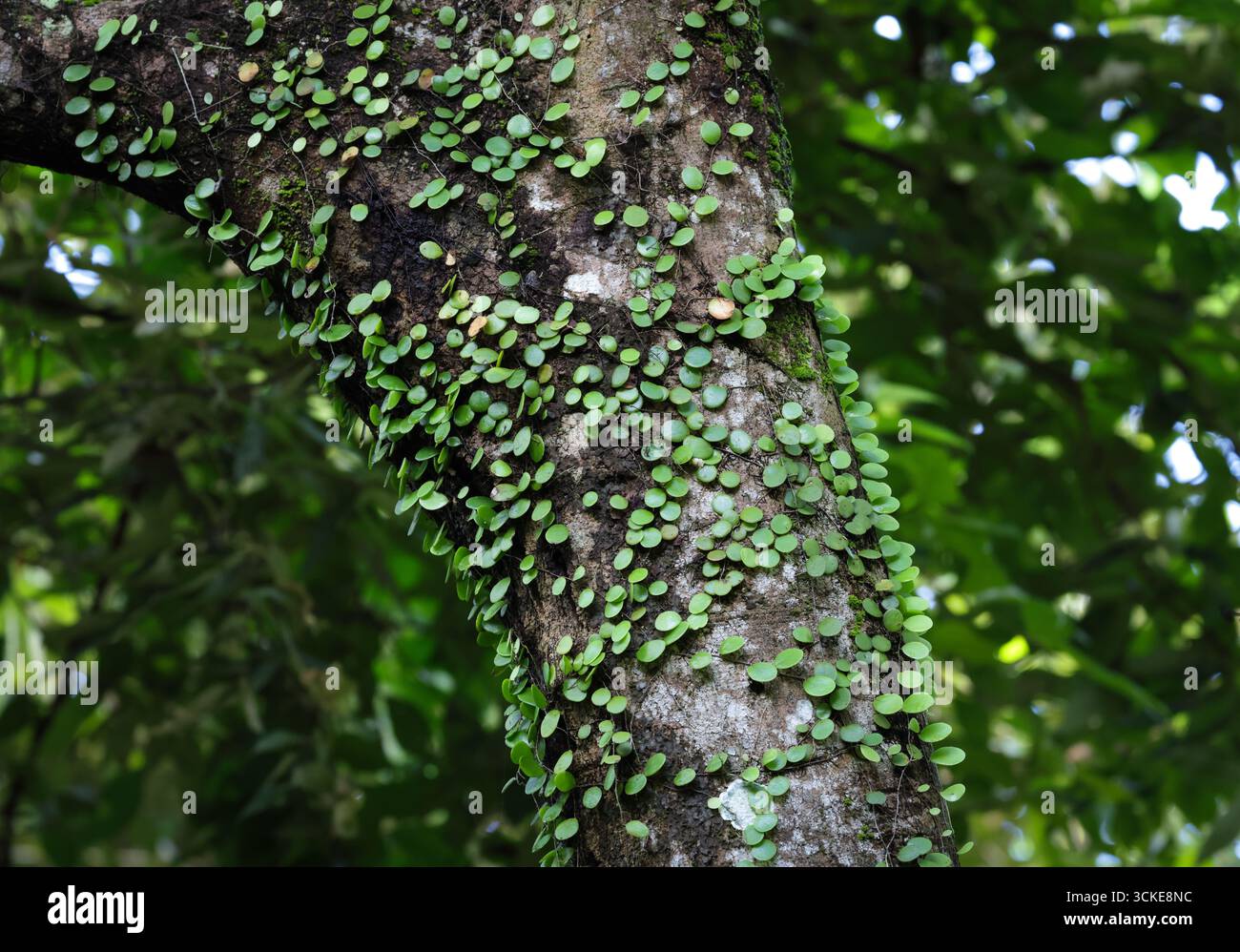 Piccole vigne verdeggianti che crescono naturalmente sulla corteccia del tronco dell'albero. Questa foto è stata scattata dal Bangladesh. Foto Stock