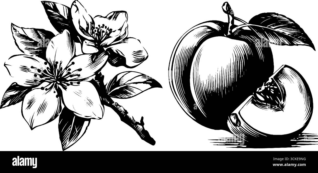 Set illustrativo inciso di pesca matura e fiori per un design vintage. Illustrazione Vettoriale